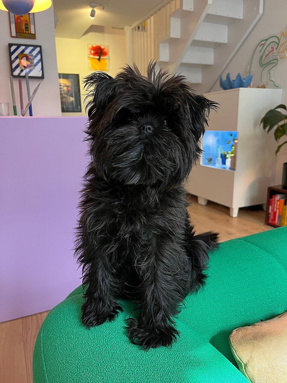 Affenpinscher — Wikimedia Commons photograph