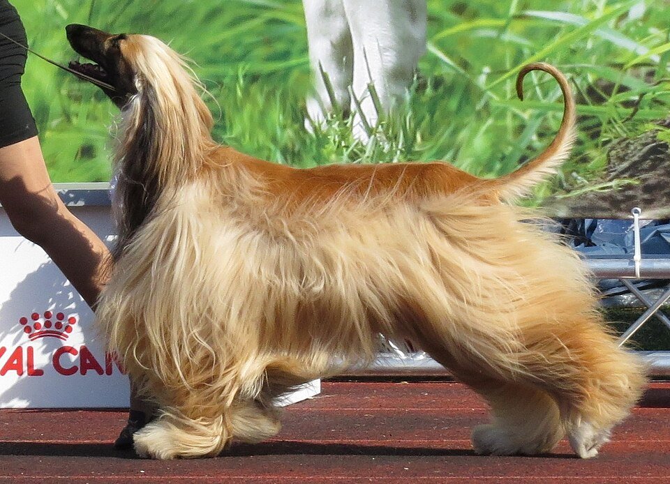 Afghan Hound — Wikimedia Commons photograph
