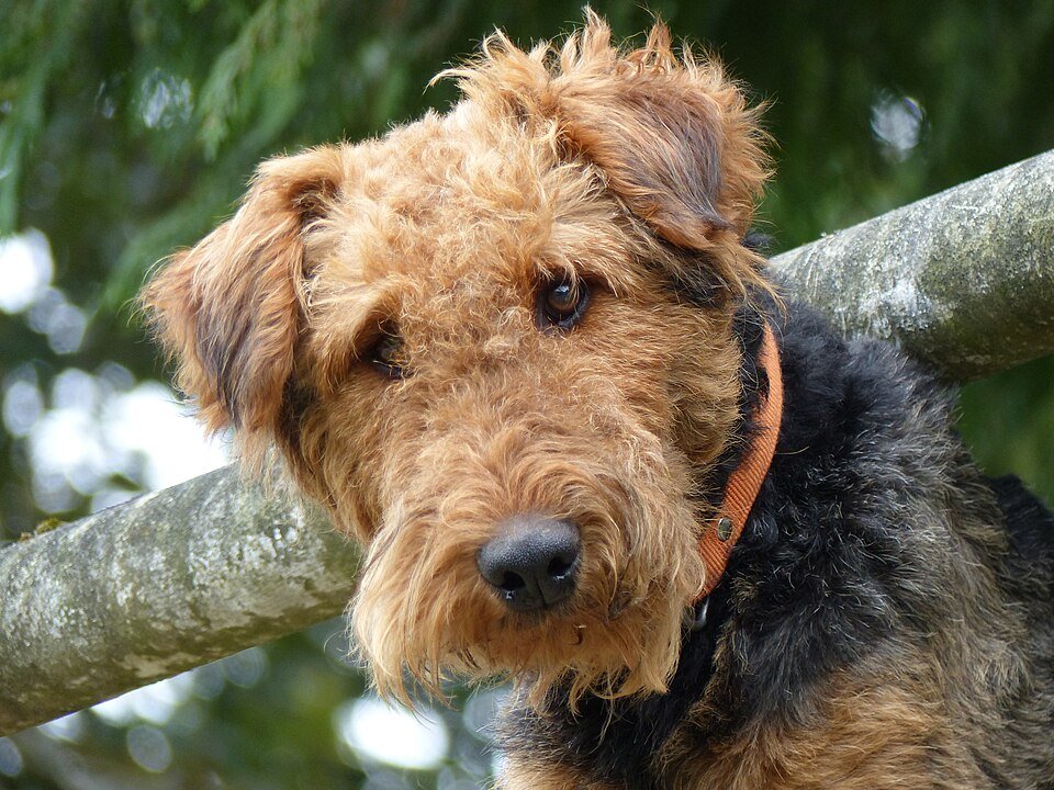 Airedale Terrier — Wikimedia Commons photograph