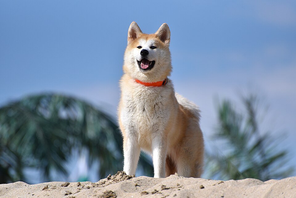 Akita — Wikimedia Commons photograph