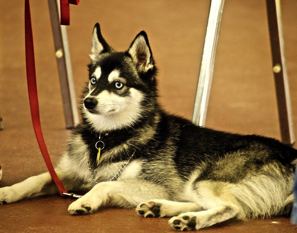 Alaskan Klee Kai — Wikimedia Commons photograph