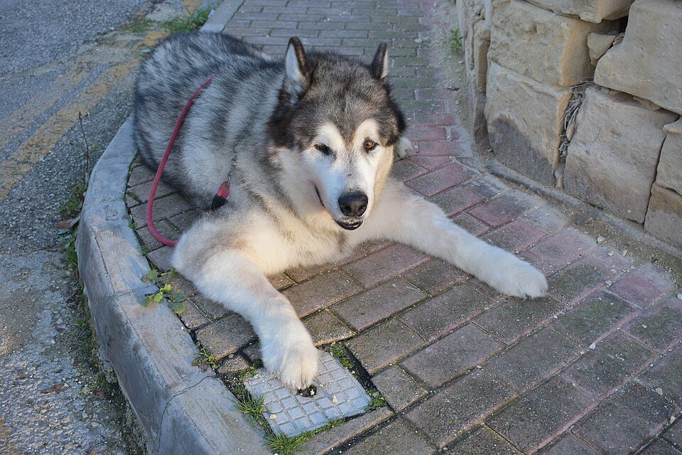 Alaskan Malamute — Wikimedia Commons photograph