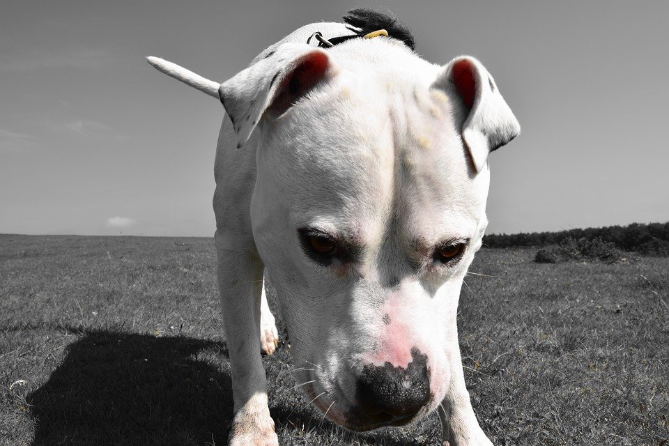 American Bulldog — Wikimedia Commons photograph