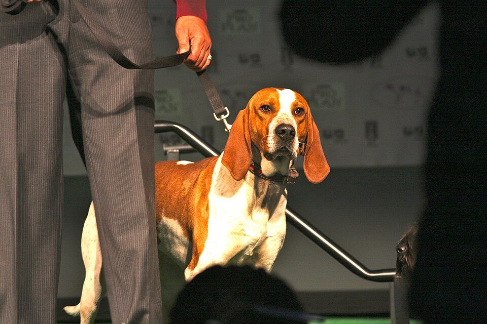 American English Coonhound — Wikimedia Commons photograph