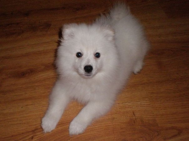 American Eskimo Dog — Wikimedia Commons photograph
