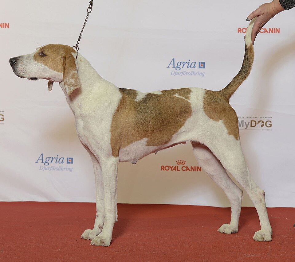 American Foxhound — Wikimedia Commons photograph