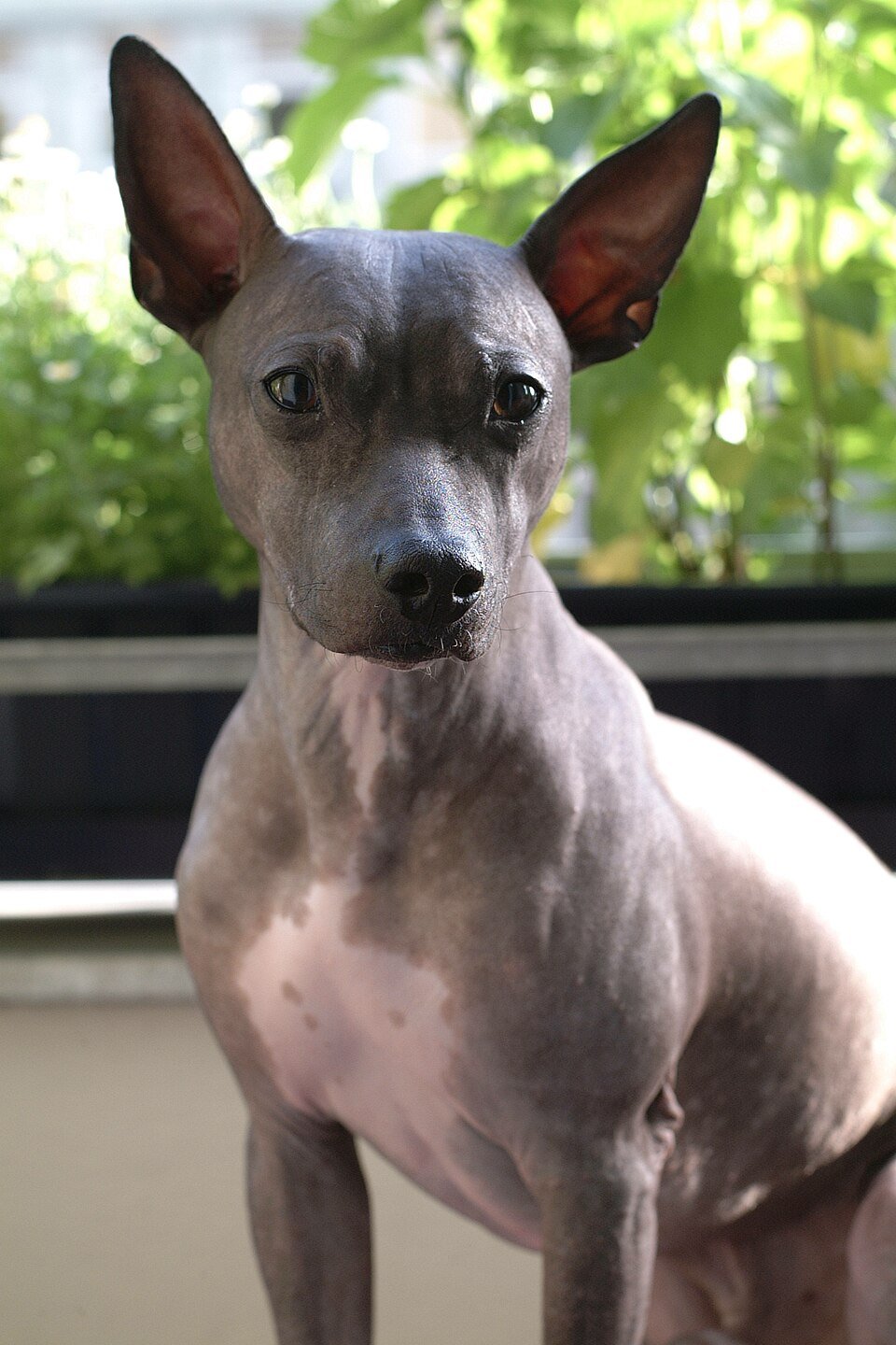 American Hairless Terrier — source photograph
