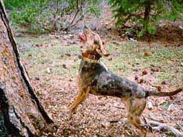 American Leopard Hound — source photograph