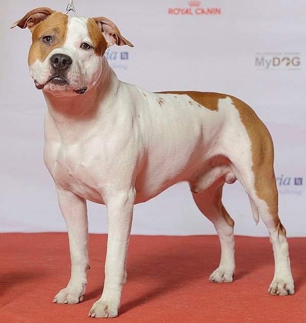 American Staffordshire Terrier — source photograph