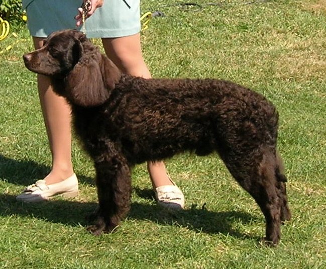 American Water Spaniel — source photograph
