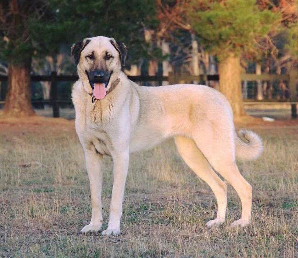 Anatolian Shepherd Dog — source photograph
