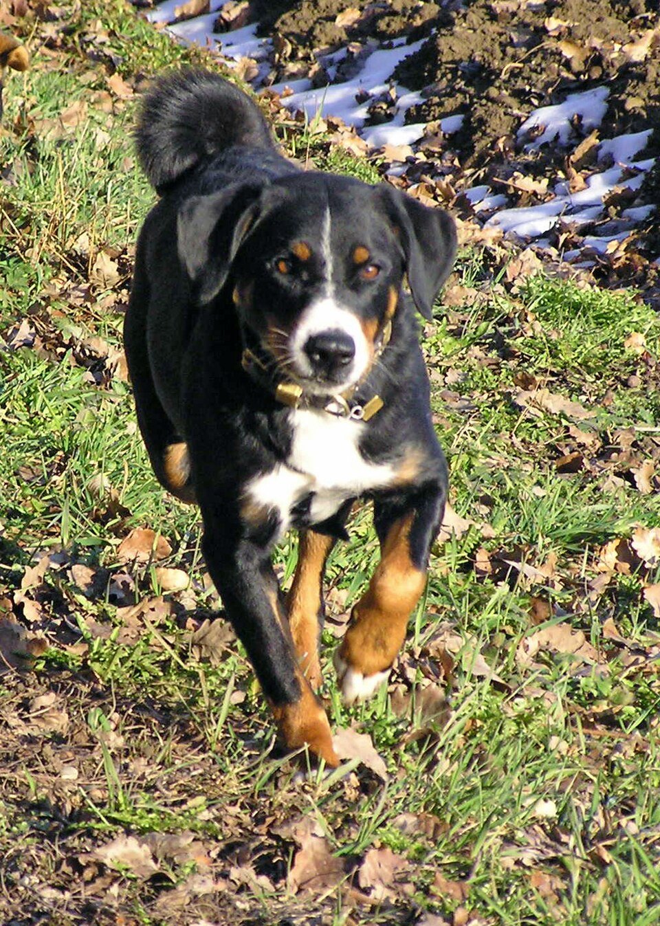 Appenzeller Sennenhund — source photograph