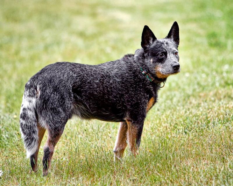 Australian Cattle Dog — source photograph