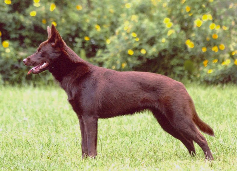 Australian Kelpie — source photograph