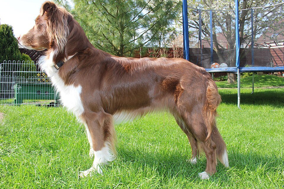 Australian Shepherd — source photograph