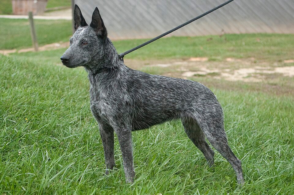 Australian Stumpy Tail Cattle Dog — source photograph