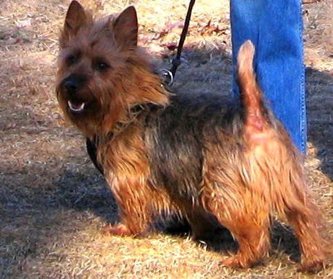 Australian Terrier — source photograph