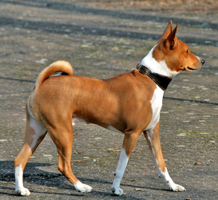 Basenji — source photograph