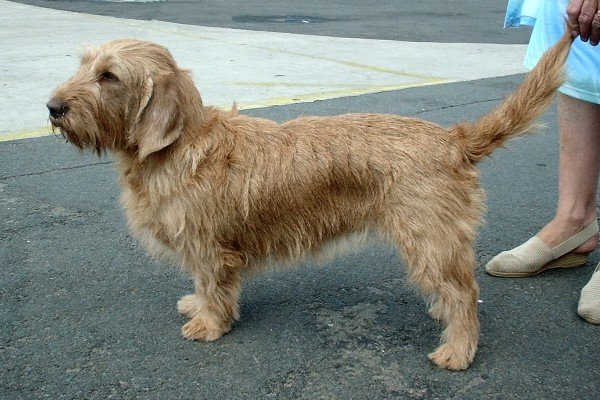 Basset Fauve de Bretagne — source photograph