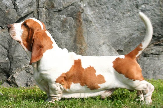 Basset Hound — source photograph