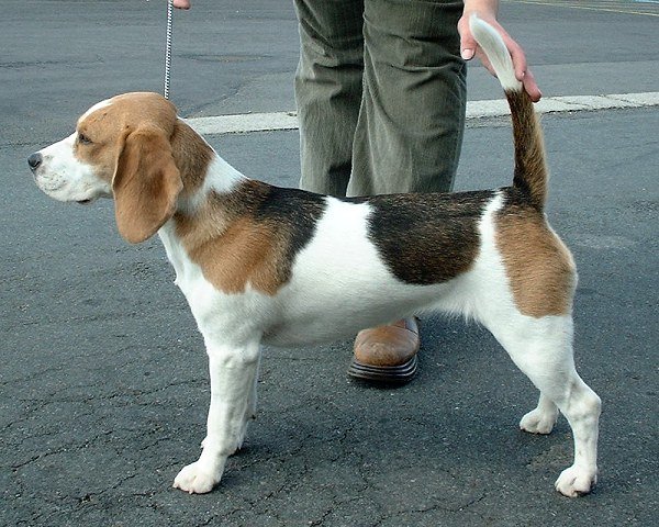 Beagle — source photograph