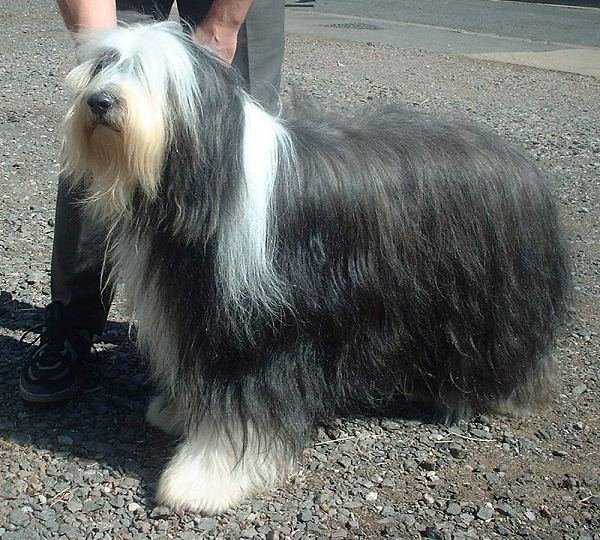 Bearded Collie — source photograph