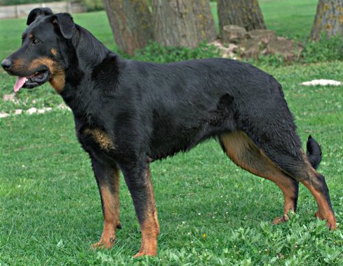 Beauceron — source photograph