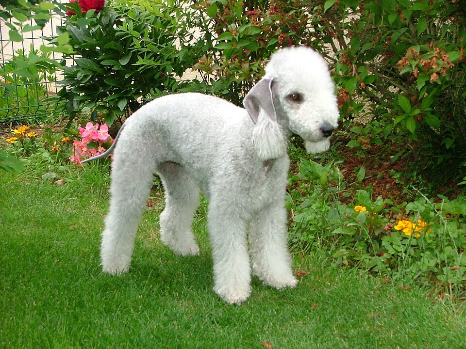 Bedlington Terrier — source photograph
