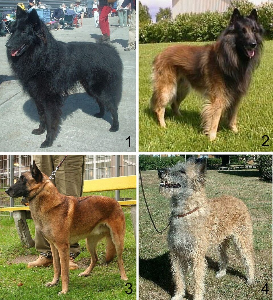 Belgian Sheepdog — source photograph