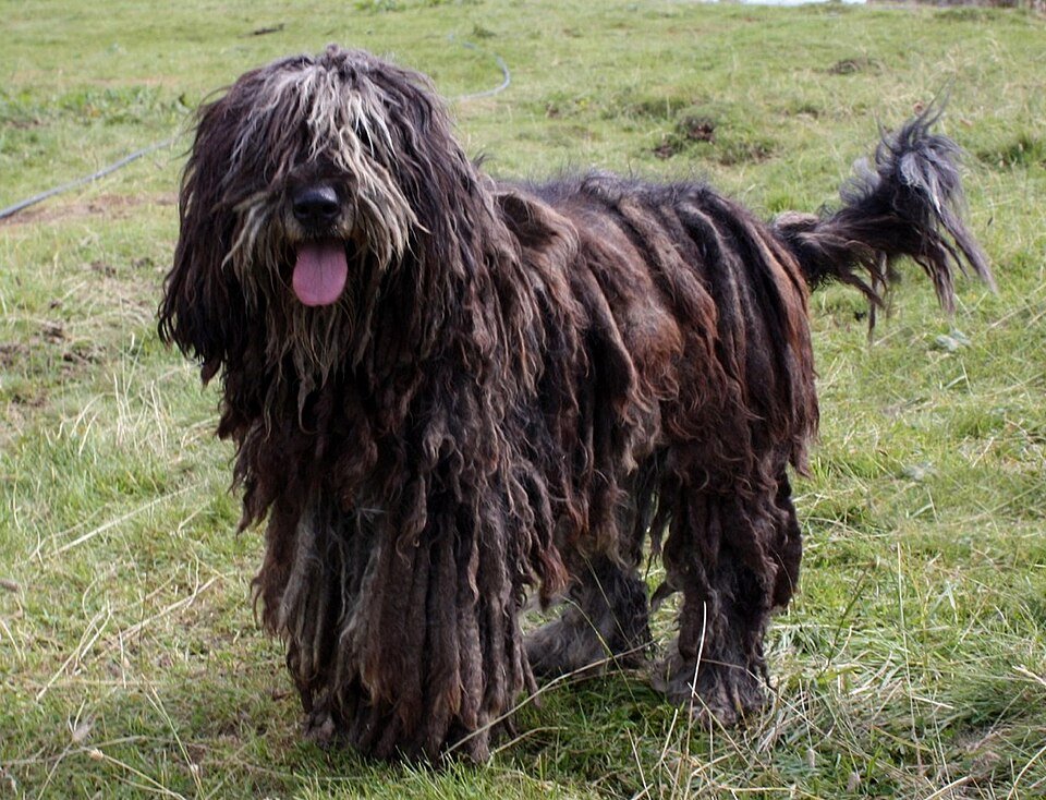 Bergamasco Sheepdog — source photograph