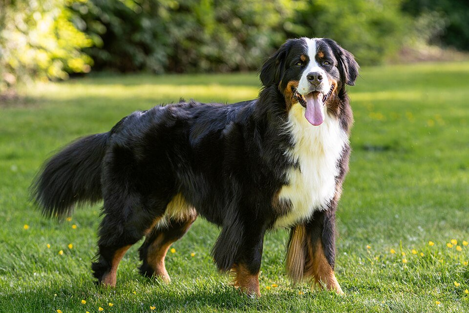 Bernese Mountain Dog — source photograph
