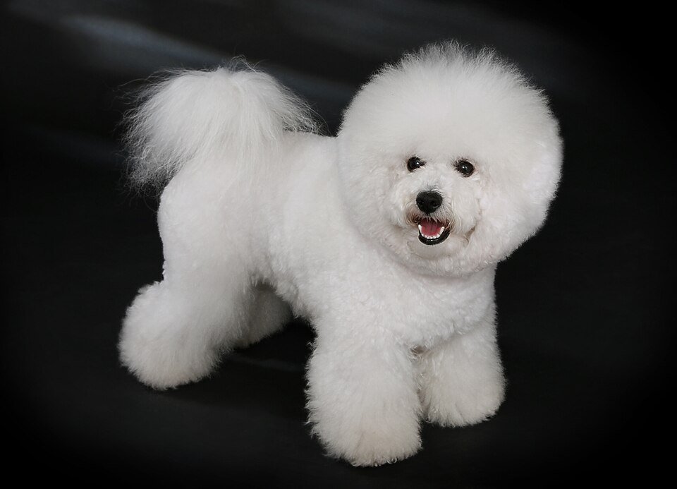 Bichon Frise — source photograph