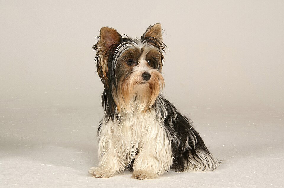 Biewer Terrier — source photograph
