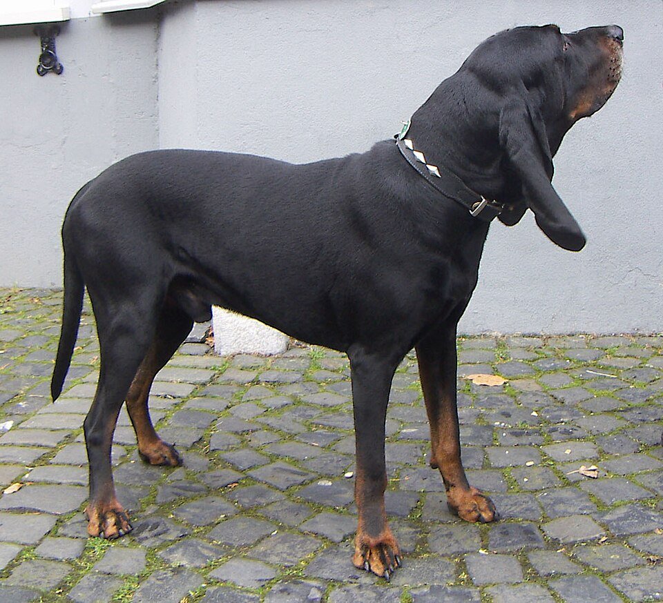 Black and Tan Coonhound — source photograph