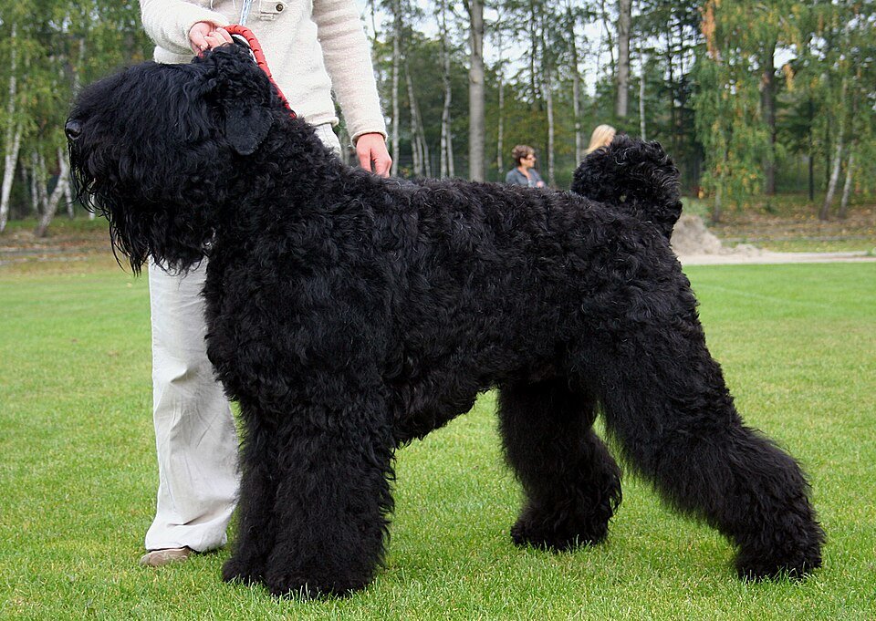 Black Russian Terrier — source photograph