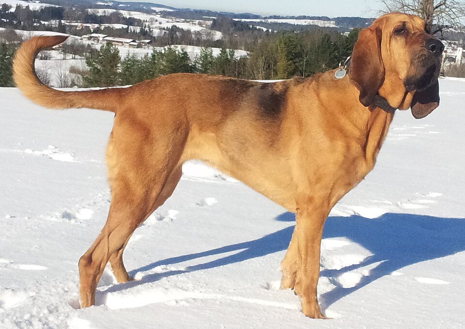 Bloodhound — source photograph