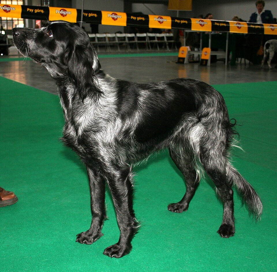 Blue Picardy Spaniel — source photograph