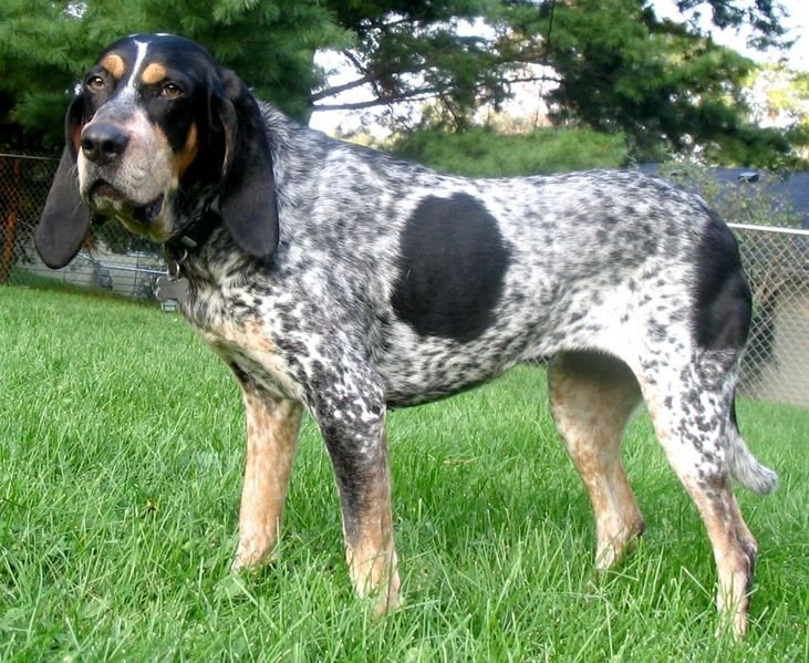 Bluetick Coonhound — source photograph