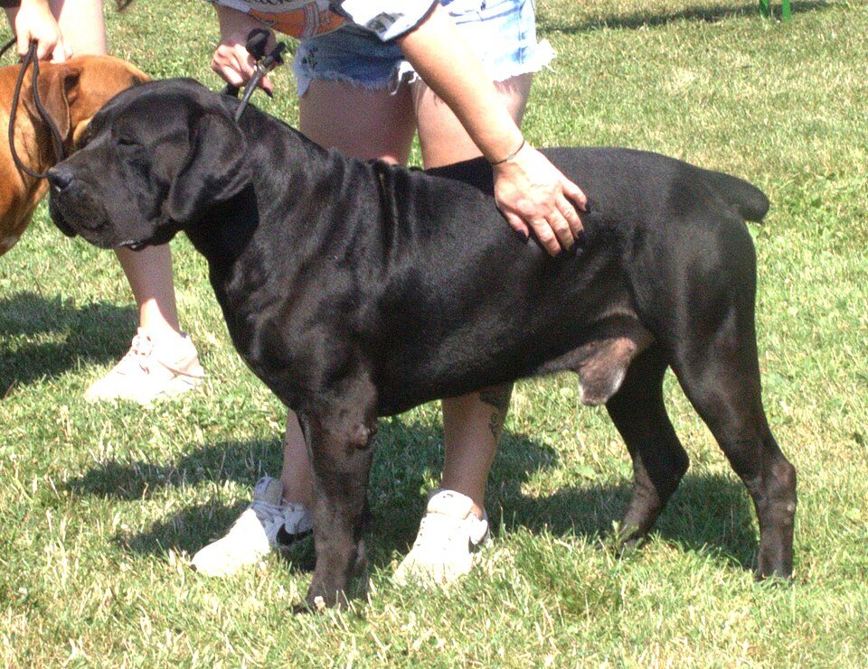 Boerboel — source photograph