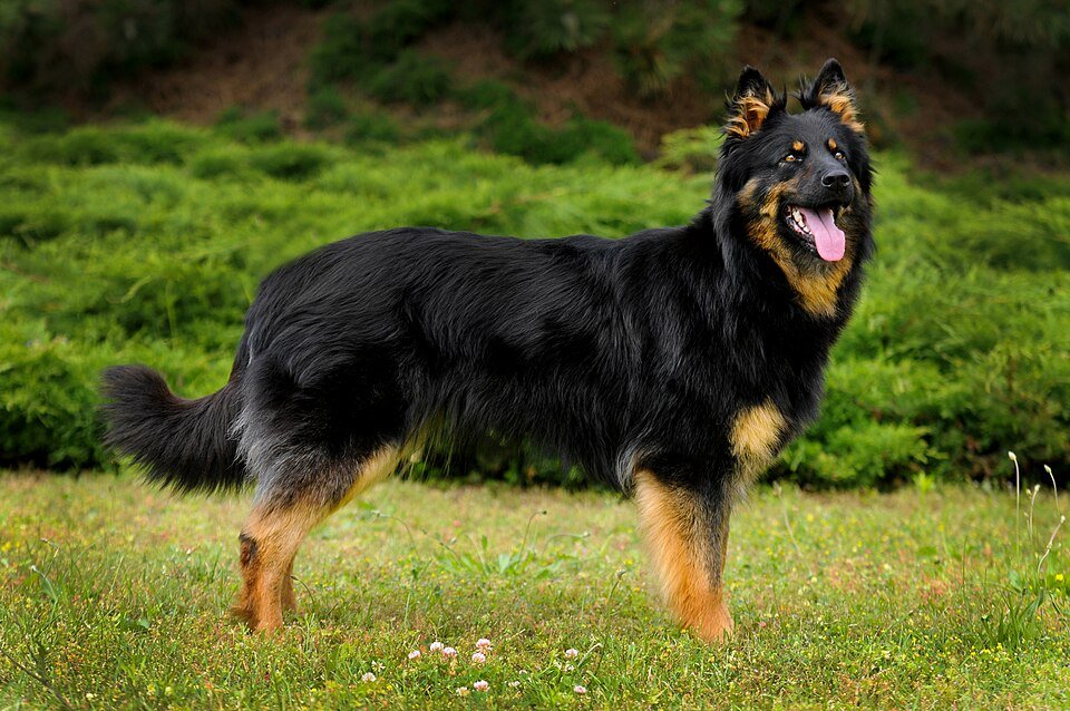 Bohemian Shepherd — source photograph