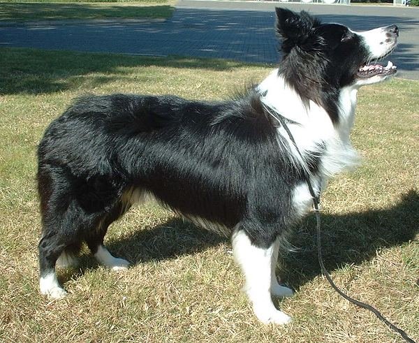 Border Collie — source photograph