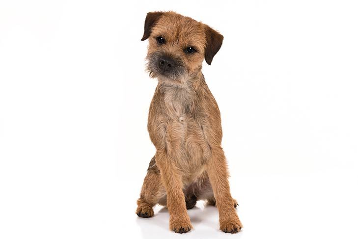 Border Terrier sitting facing forward.