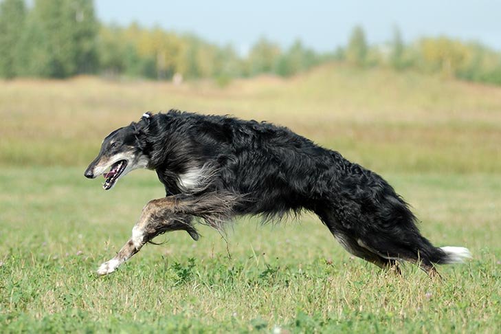 Borzoi running in a field.