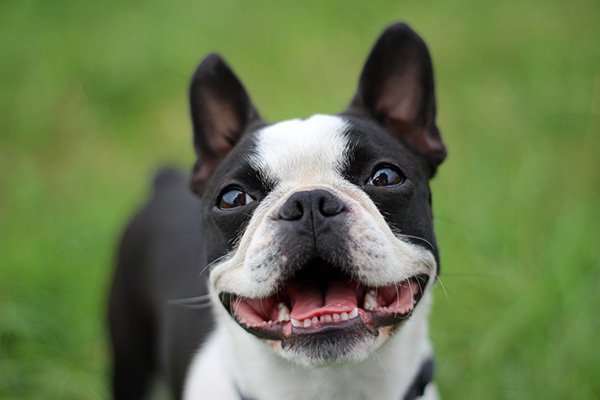Boston Terrier head portrait outdoors.