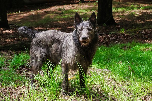 Bouvier des Ardennes standing outdoors.