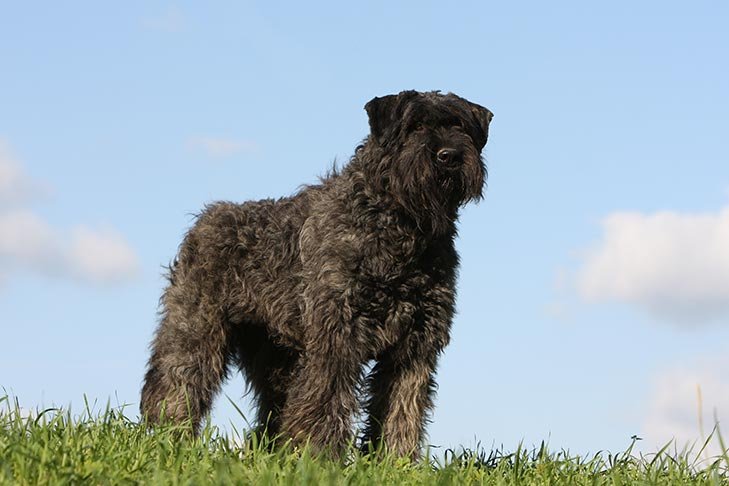 Bouvier des Flandres standing atop a hill.