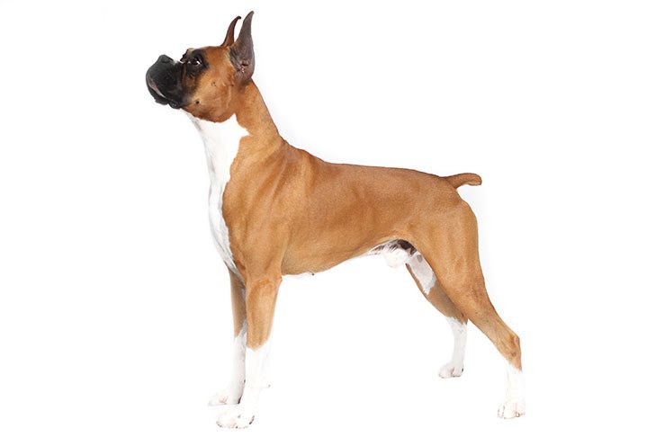 Boxer standing in profile facing left.