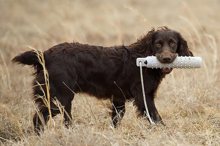 Boykin Spaniel holding a dummy toy in a field.