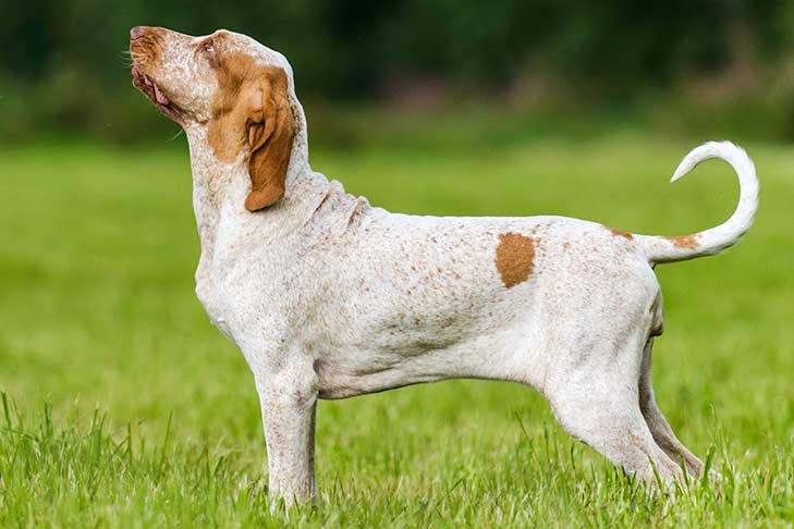 Bracco Italiano standing sideways facing left outdoors in grass.