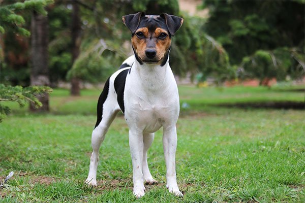 Brazilian Terrier standing in the yard outdoors.